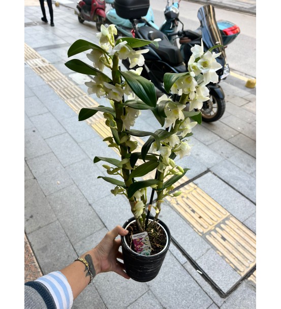 BAMBU ORKİDE II
